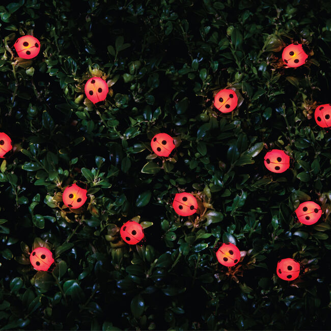 20 LED Ladybird/Bee Solar String Lights