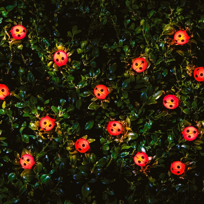 20 LED Ladybird/Bee Solar String Lights
