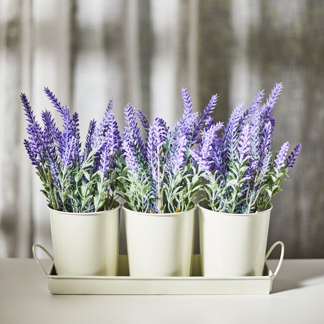 Lavender Pots Trio