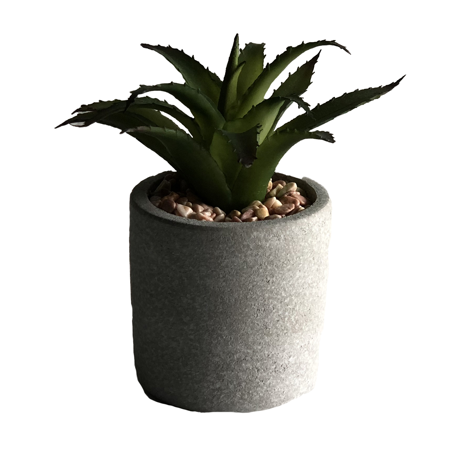 Aloe Vera Plant Home Store More